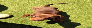Dachshund Puppy 1