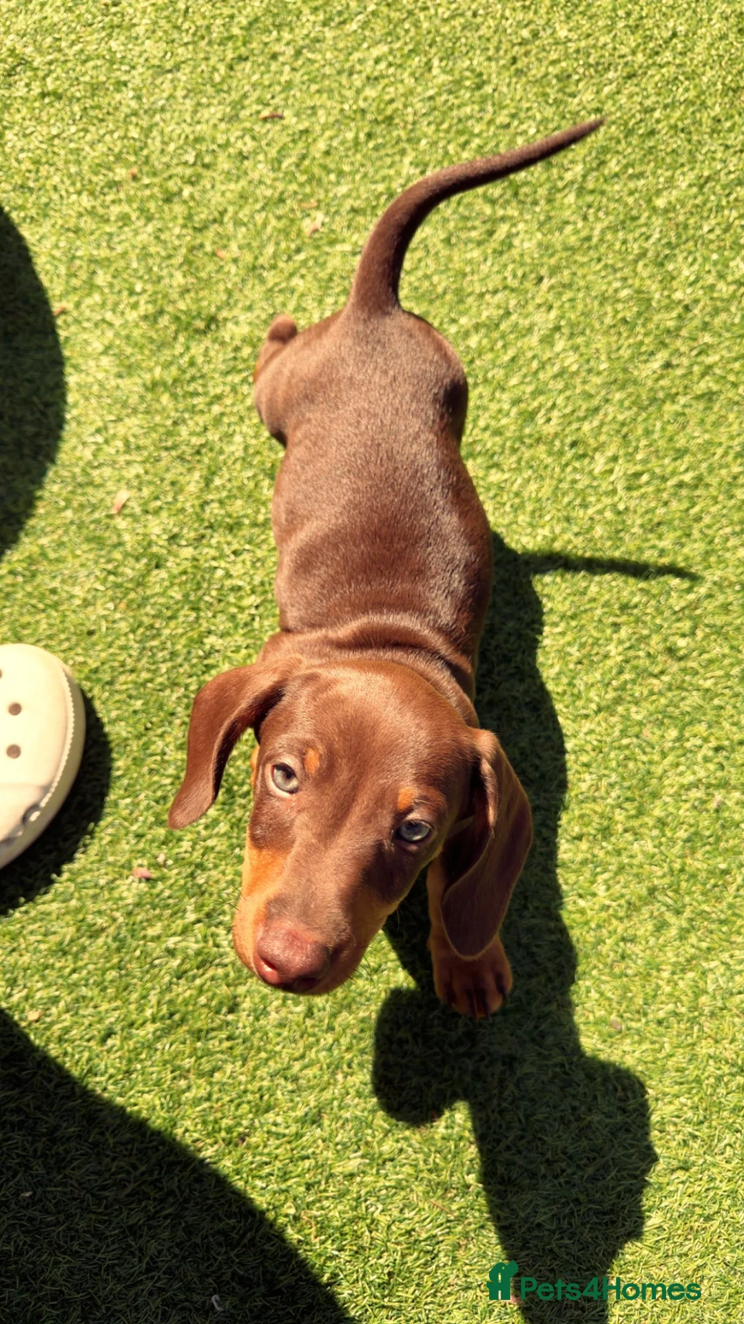 Dachshund dogs for sale: Miniature double dapple dachshund in Darlington - Advert 4