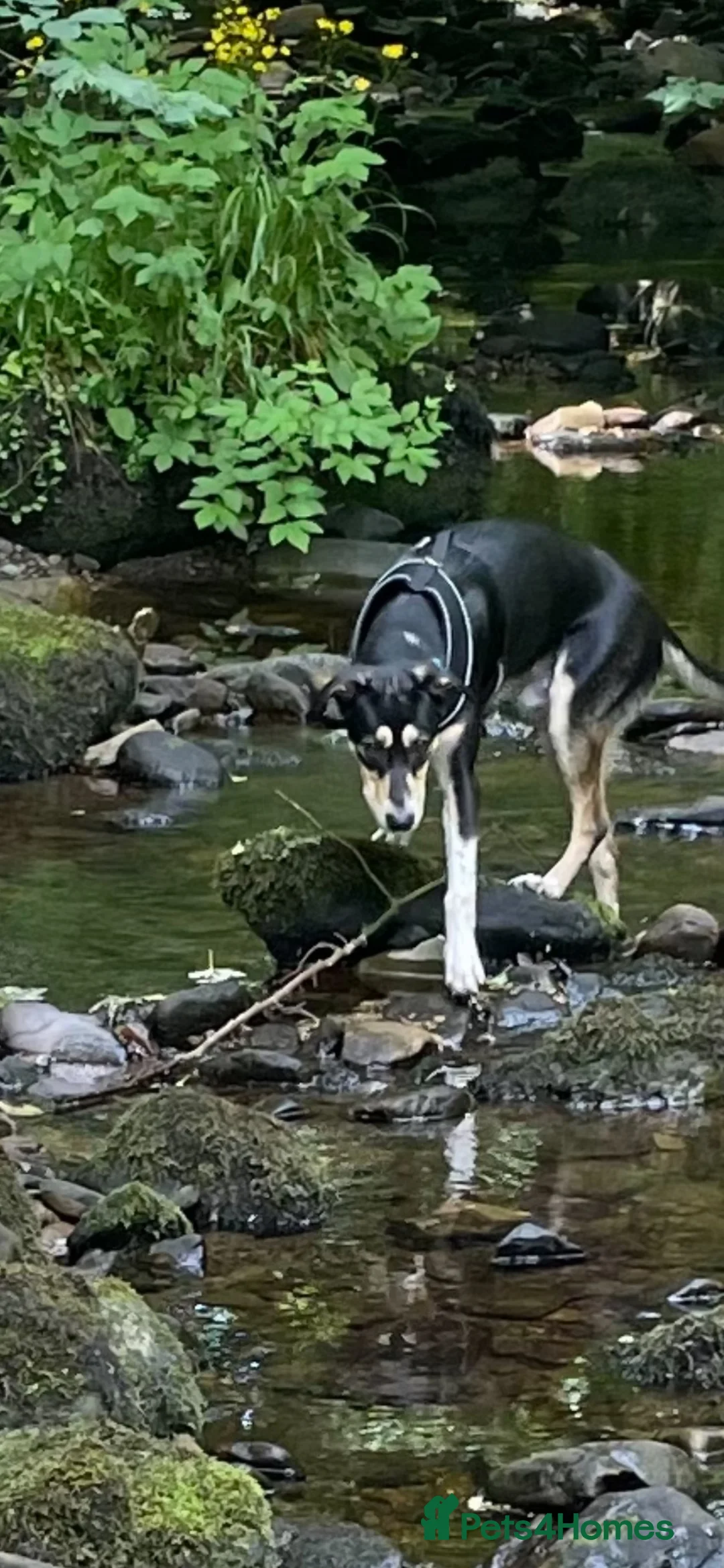 Mixed Breed dogs for sale: Collie x saluki  - Advert 1
