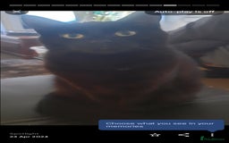 Mixed Breed cats for sale: Cat for sale due to having to move - Image 6