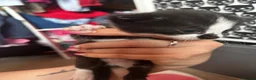 Mixed Breed cats for sale: Kittens for sale  - Advert 14