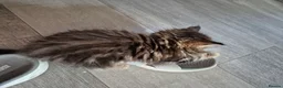 Siberian cats for sale: Last 2 baby boys, ready to leave soon, siberians - Advert 14