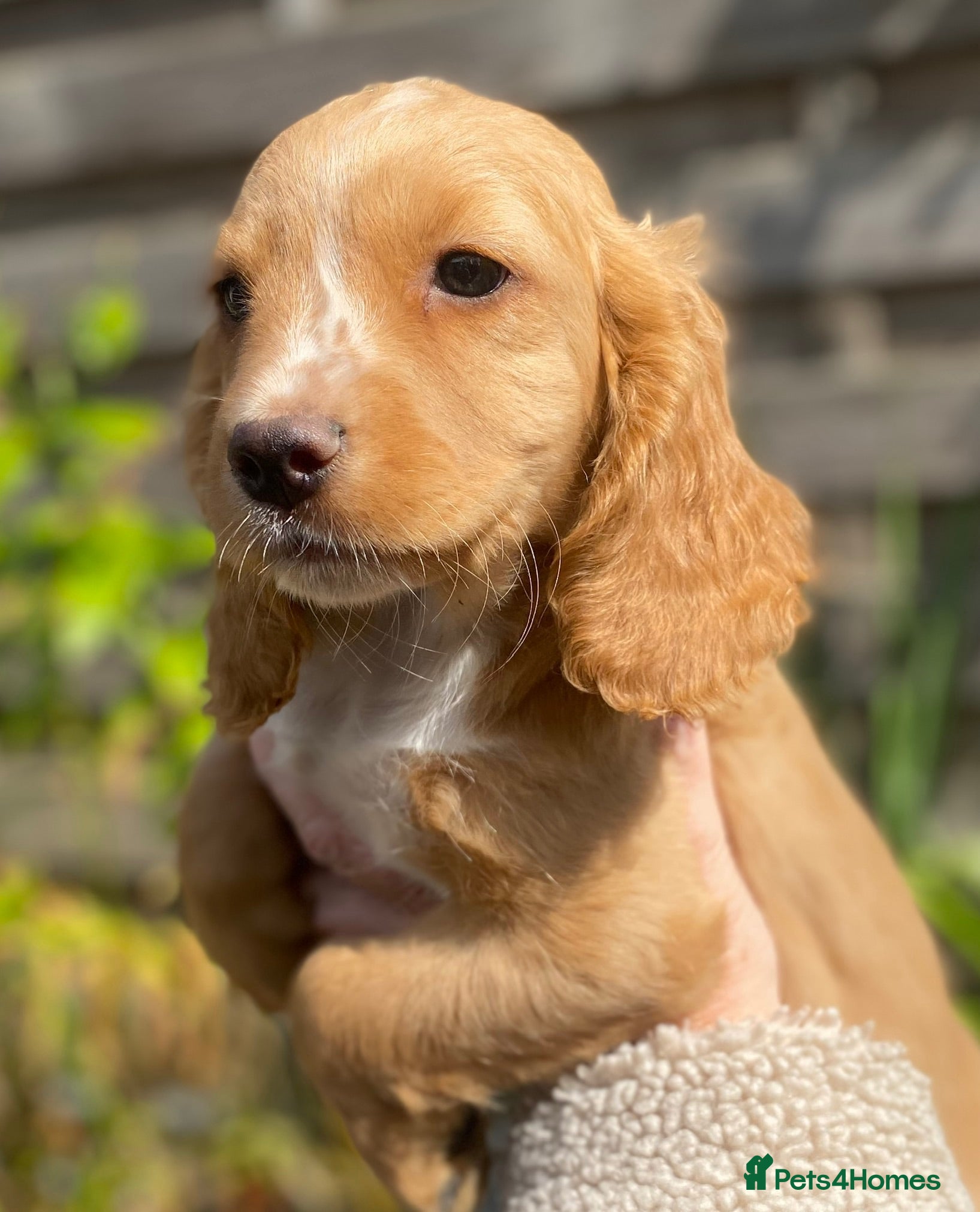 Cocker Spaniel dogs  Beautiful Working Cocker Spaniels Puppies - Advert 1