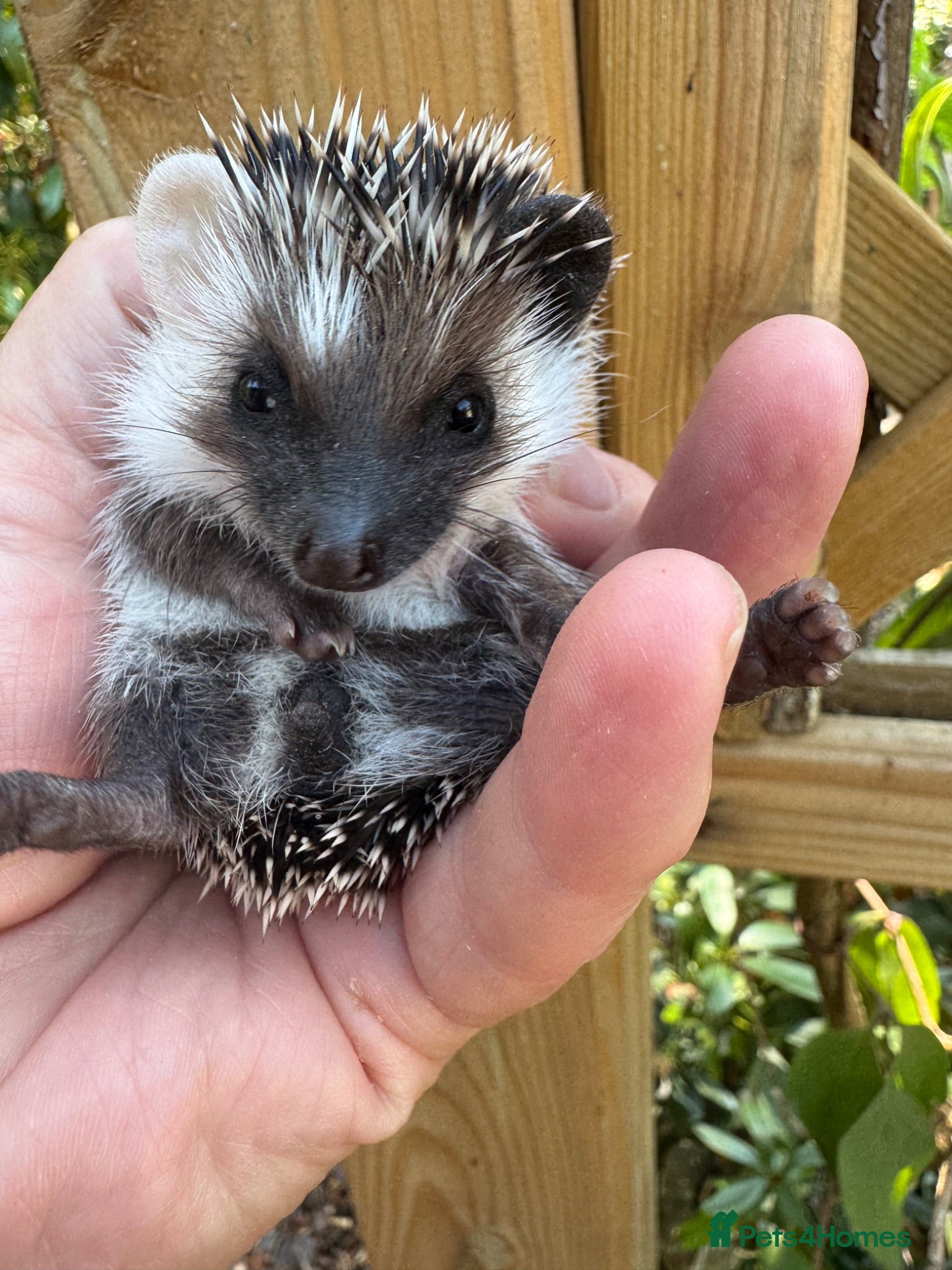 Pygmy Hedgehog rodents 9 wk baby girl seeks 5* home with / without set up - Advert 1