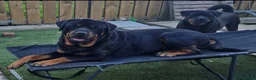 Rottweiler dogs for stud: Stunning Rottweiler for Stud - Advert 7
