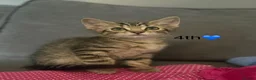 Mixed Breed cats for sale: Kittens  in Grantham - Advert 20