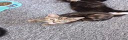 Mixed Breed cats for sale: Kittens for sale - Advert 6
