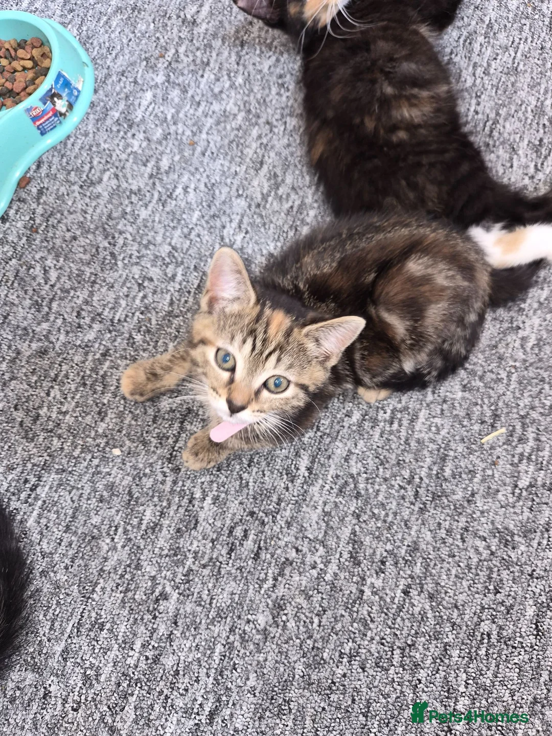 Mixed Breed cats for sale: Kittens for sale - Advert 6