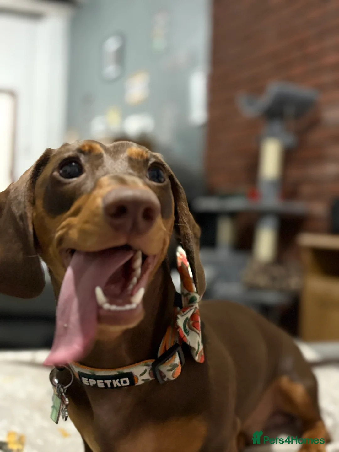 Dachshund dogs for stud: Dachshund Stud - Advert 4