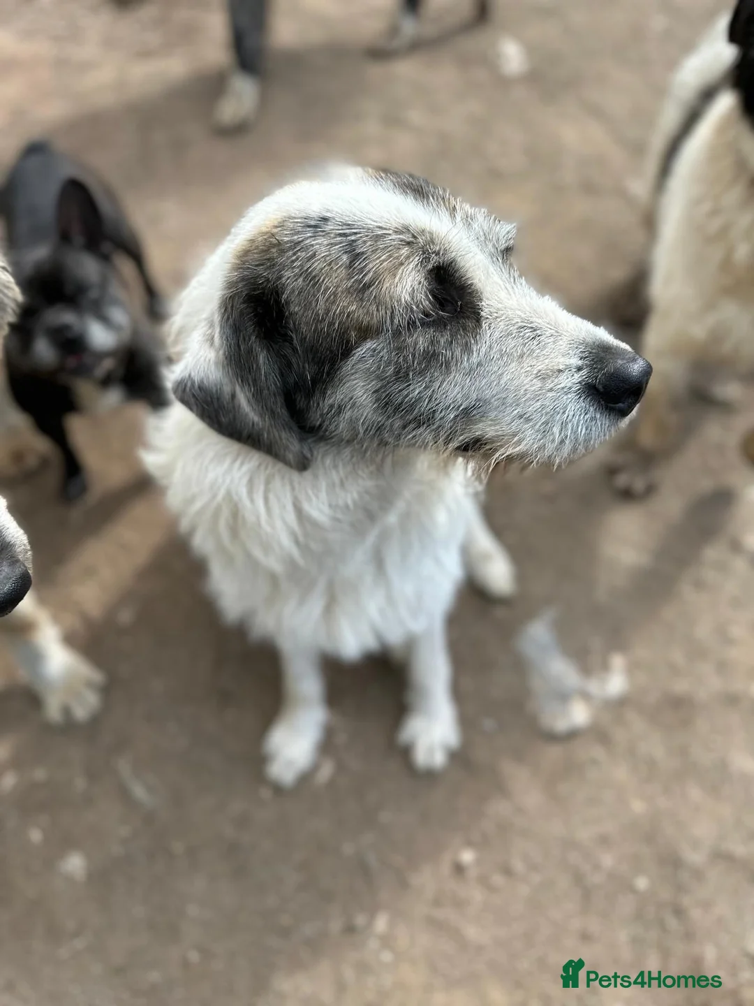 Mixed Breed dogs for adoption: Bella 🩷 - Advert 3