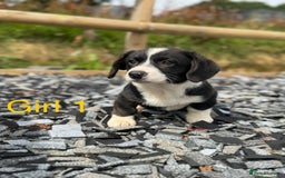 Welsh Corgi Cardigan dogs for sale: Welsh Cardigan Corgi Puppies  - Image 7