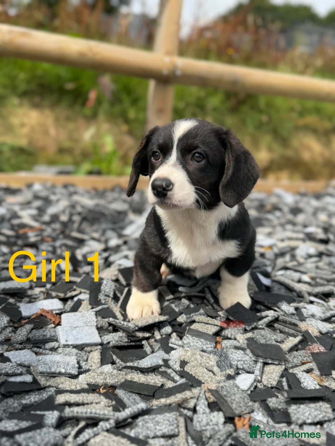 Welsh Corgi Cardigan dogs for sale: Welsh Cardigan Corgi Puppies  - Image 7