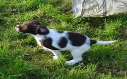 English Springer Spaniel dogs for sale: Gorgeous English Springer Spaniel Puppies  - Advert 26