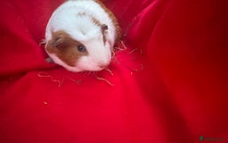 Guinea Pig rodents for sale: Mixed aged females  - Image 3