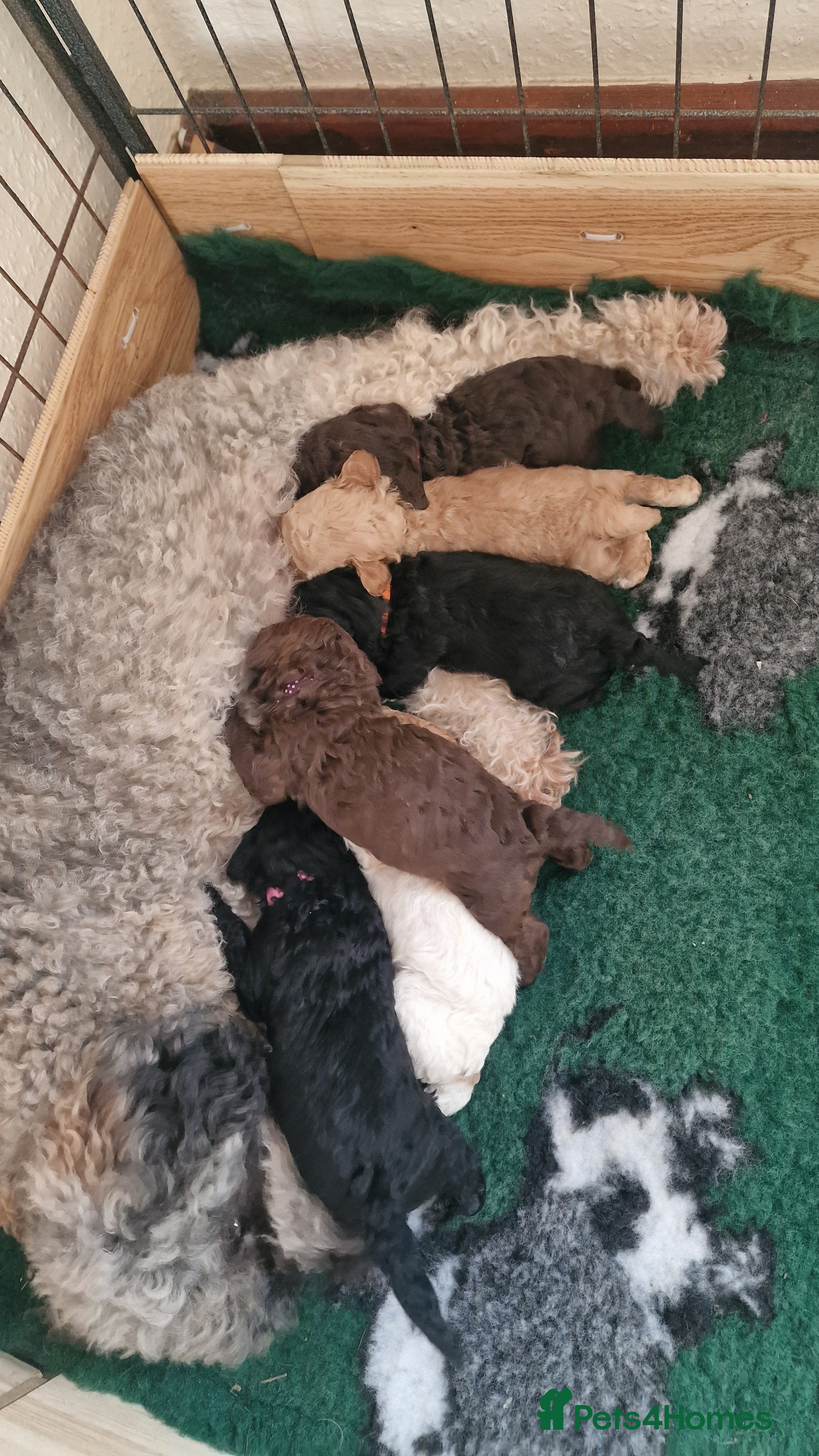 Miniature Poodle dogs Stunning Miniature Poodle Puppies PRA clear  - Advert 3