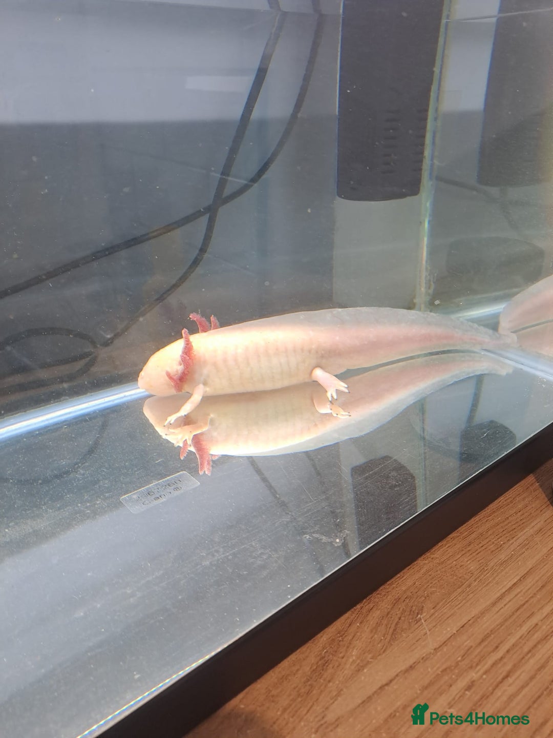 Axolotl reptiles for sale: Axolotl x2 - Image 5