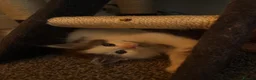 Ragcoon cats for sale: 🐾Seven Beautiful Radoll/Maincoon Kittens🐾 - Advert 4
