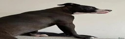 Mixed Breed dogs for sale: Beautiful mixed breed puppies - Advert 5