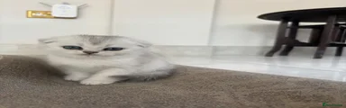 Scottish Fold 3