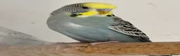 Budgerigars birds for sale: Adult budgies for sale , ready now  - Advert 14