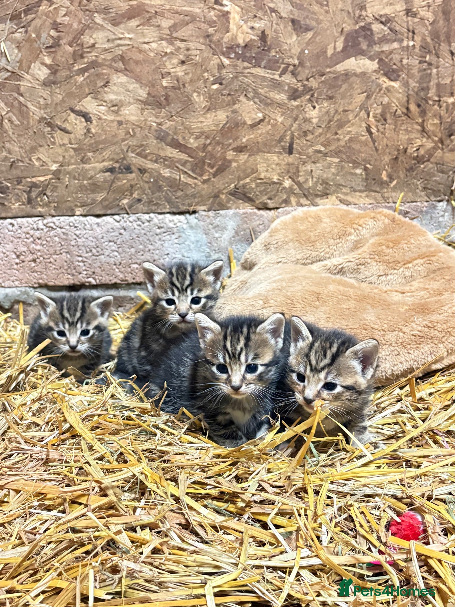 Mixed Breed cats OUTDOOR KITTENS - Advert 9