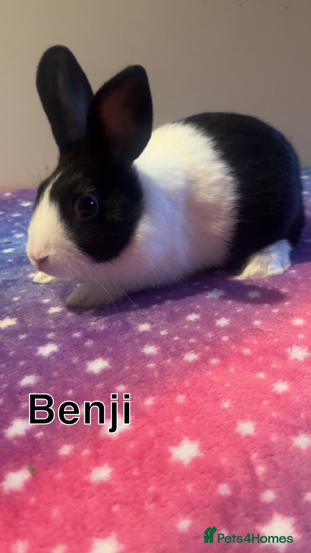 Dutch rabbits for sale: ‼️4 pure bred Dutches ready soon‼️ - Advert 3