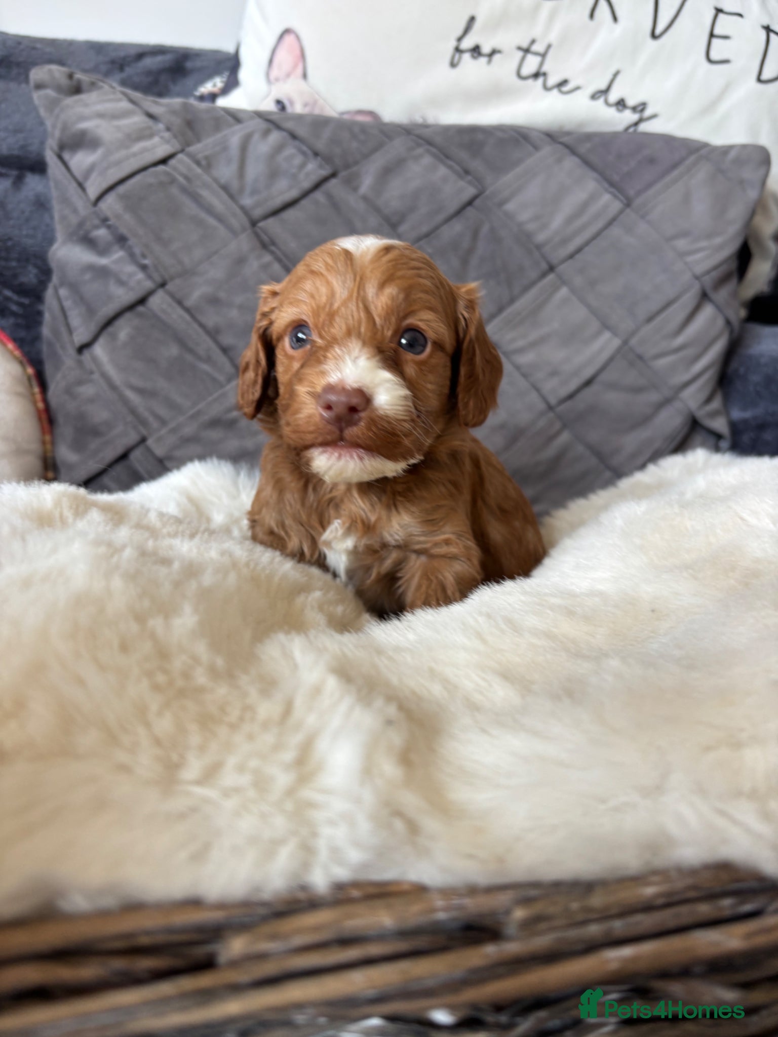 Cockapoo dogs *Hereditry Clear Cockapoo puppies 🐶* - Advert 13