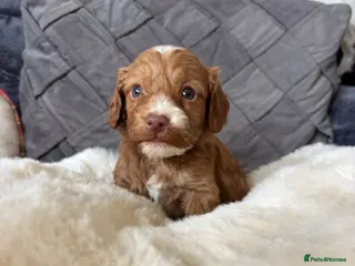 Cockapoo dogs *Hereditry Clear Cockapoo puppies 🐶* - Advert 13