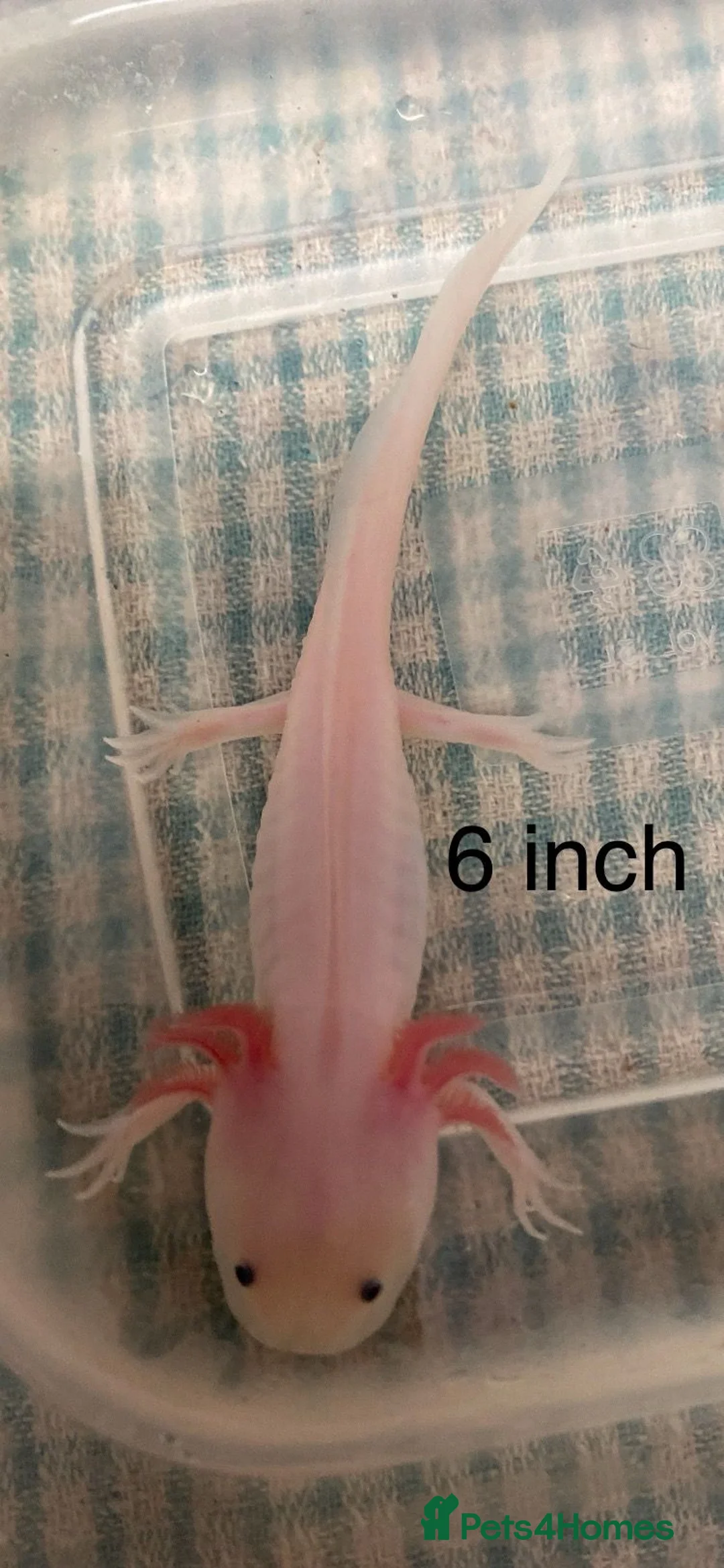 Axolotl reptiles for sale: Stunning Axolotls  - Advert 7