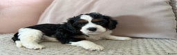 Cavapoo dogs for sale: Cavapoo boys from health tested parents  - Advert 12