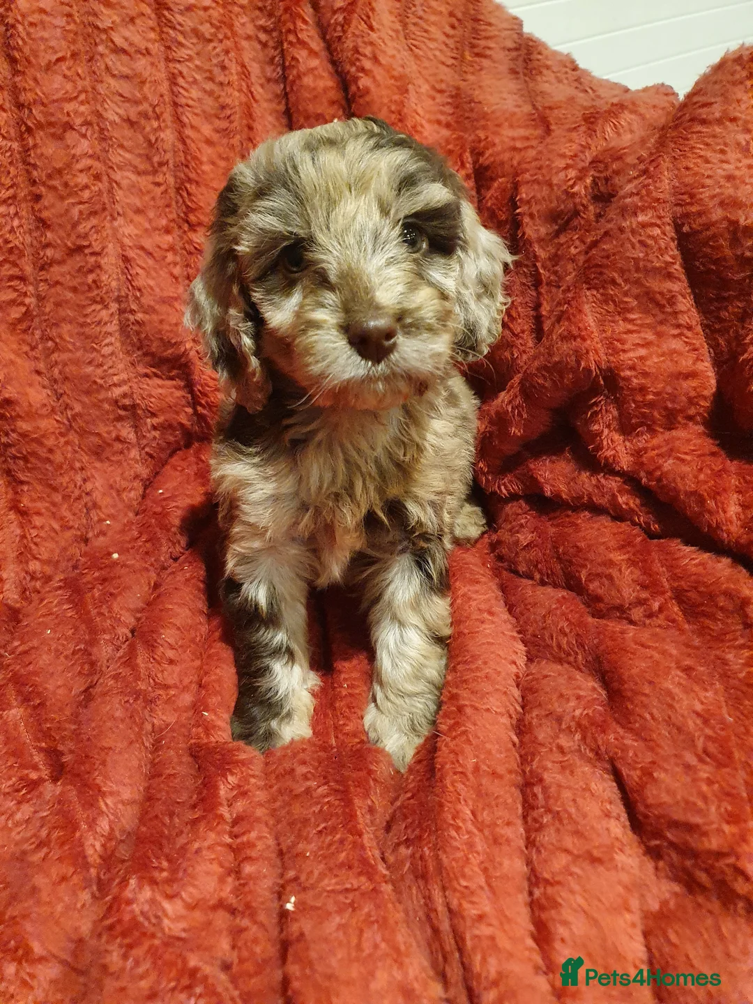 Cockapoo dogs for sale: Adorable Cockapoo F1 puppies - Advert 1