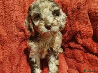 Cockapoo dogs Adorable Cockapoo F1 puppies - Advert 9