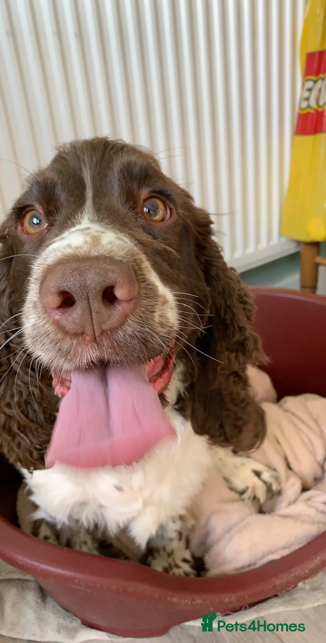 Cocker Spaniel dogs for sale: Female Cocker Spaniel looking for new loving home. - Advert 2