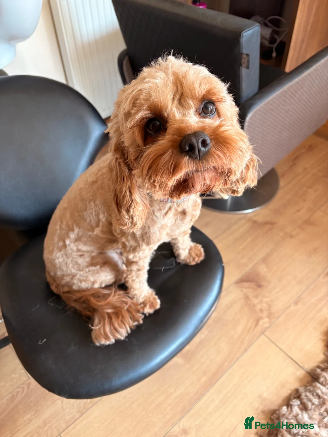 Cavapoo dogs for sale: Stunning Fox red F1b cavapoo puppies in Cranbrook - Advert 1