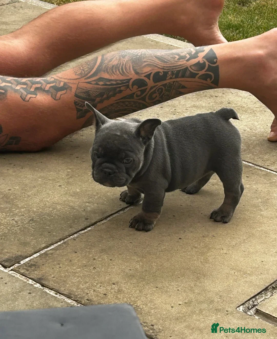 Mixed Breed dogs for sale:  Beautiful F1 Freelance Bulldogs Puppies! - Advert 4