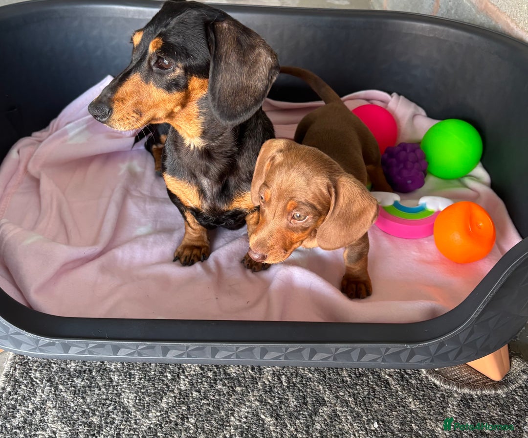 Dachshund dogs for sale: KC PRA Miniature smooth hair dachshund puppies  - Image 6