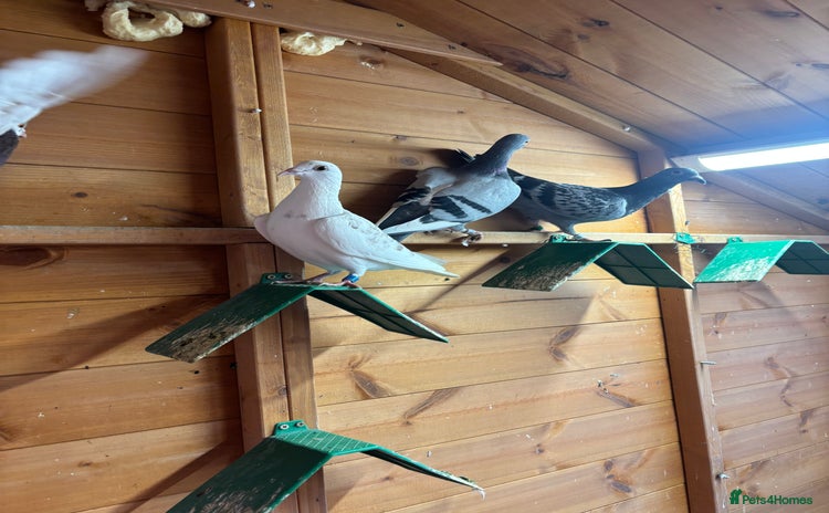 Pigeons birds Racing pigeons  - Advert 1