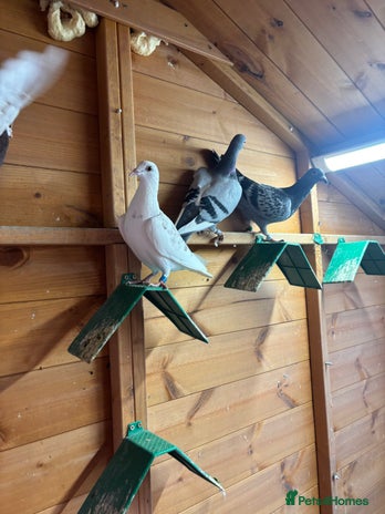 Pigeons birds Racing pigeons - Advert 1