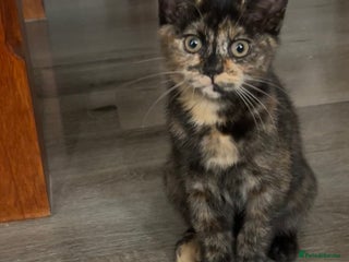 Ragdoll cats URGENT Ragdoll kittens x1 LAST ONE! 🫶🏽 - Advert 1