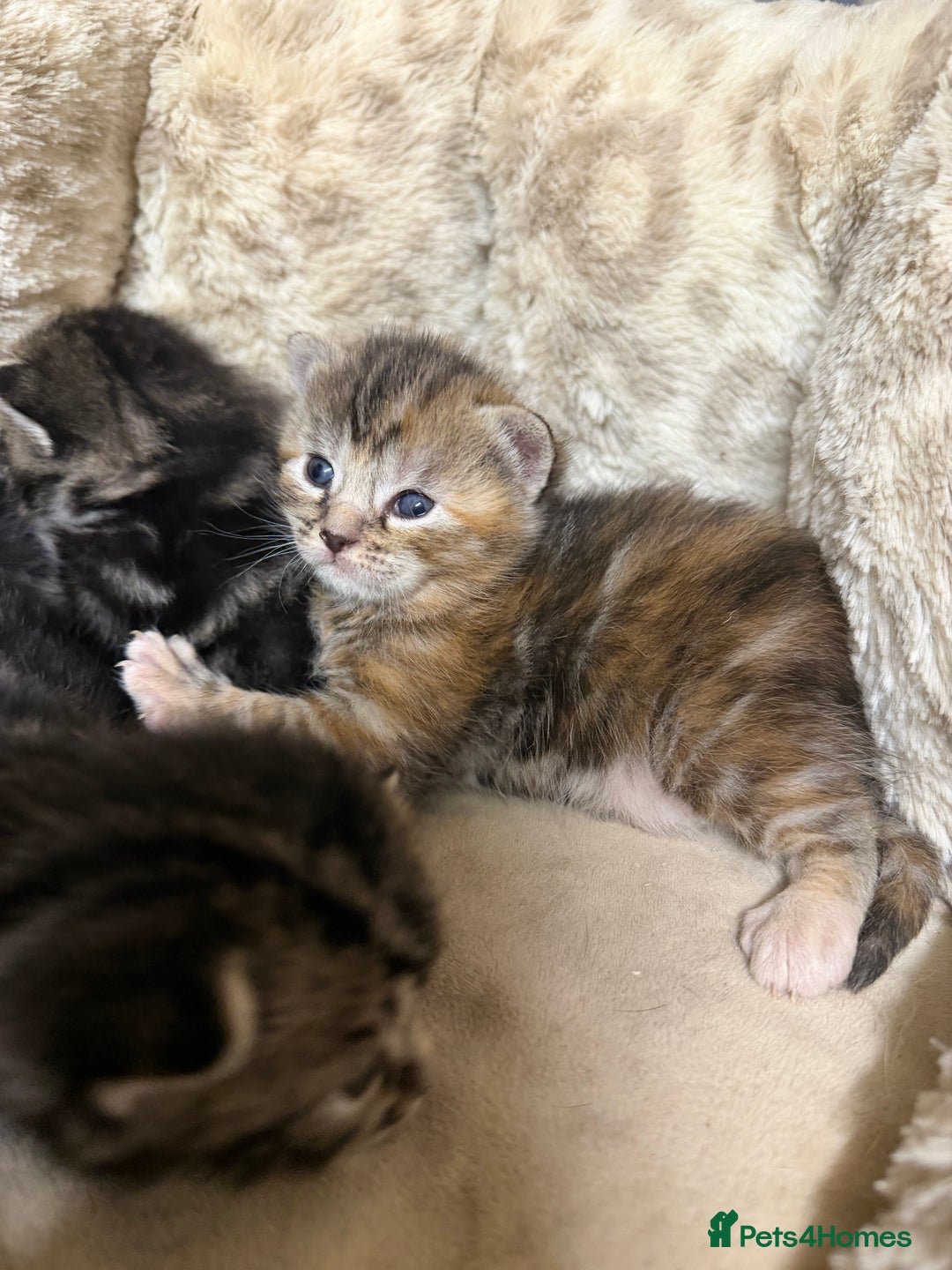 British Shorthair cats for sale: Adorable Kittens, Will be Ready from 22 December! - Advert 9