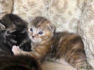 British Shorthair cats Marble Kittens, Will be Ready from 22 December! - Advert 6
