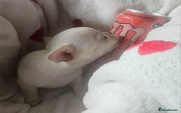 Chihuahua dogs for sale: Teeny Chihuahua Pup   - Image 8