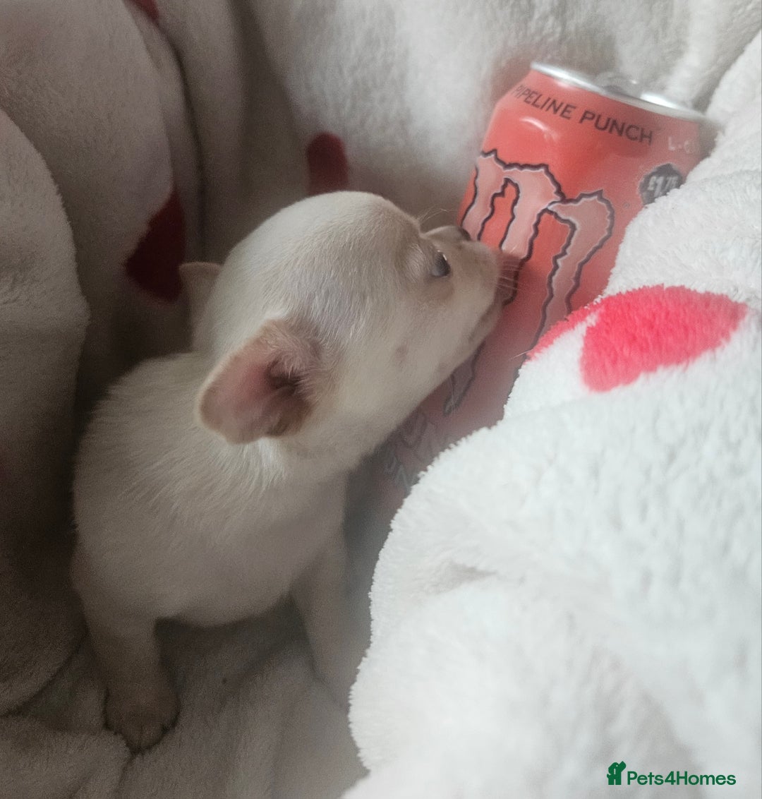 Chihuahua dogs for sale: Teeny Chihuahua Pup   - Image 8