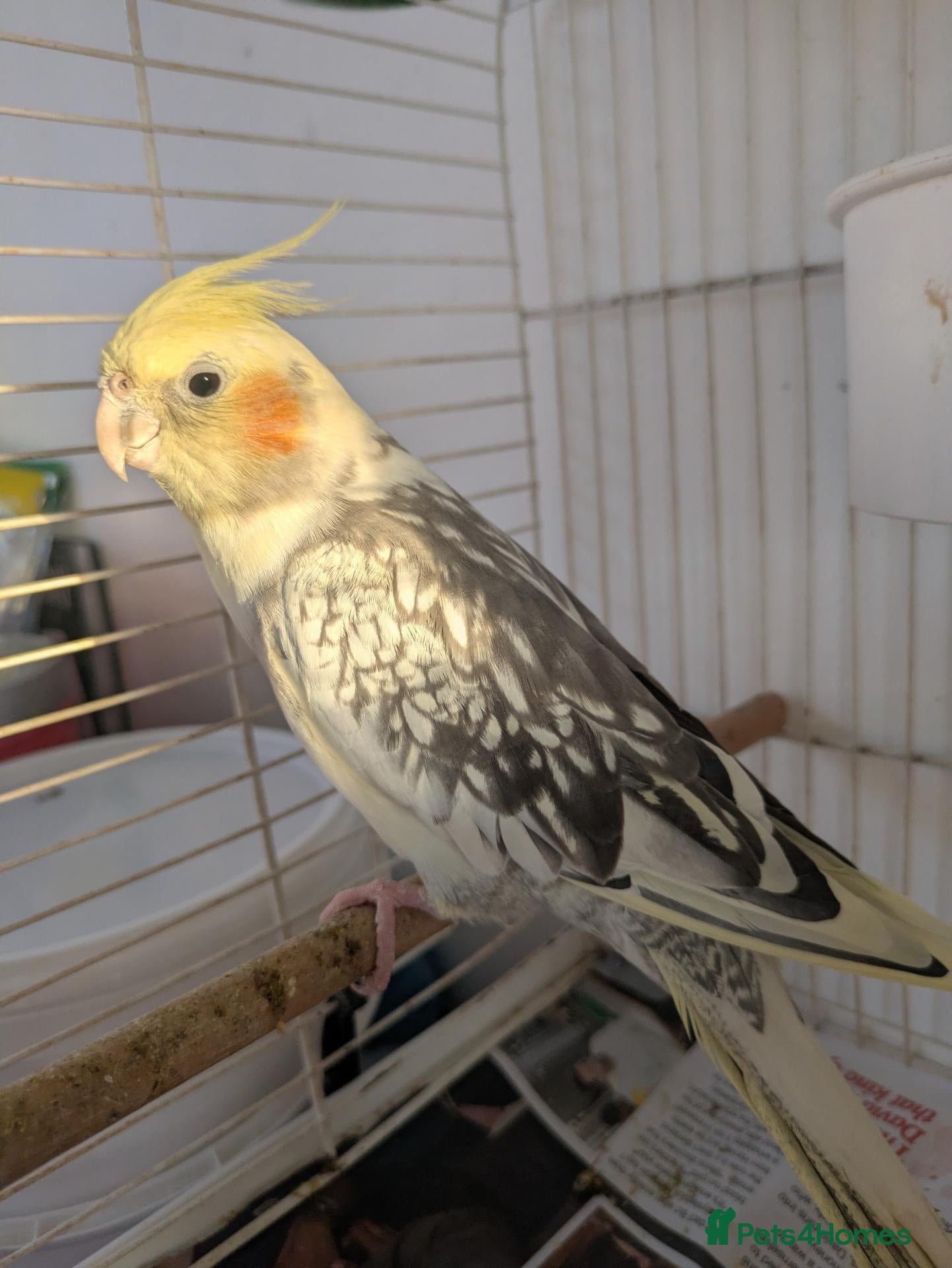 Cockatiels birds Lovely female cockatiel  - Advert 2