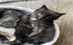 Ragdoll cats for sale: Mixed Ragdolls  - Image 17