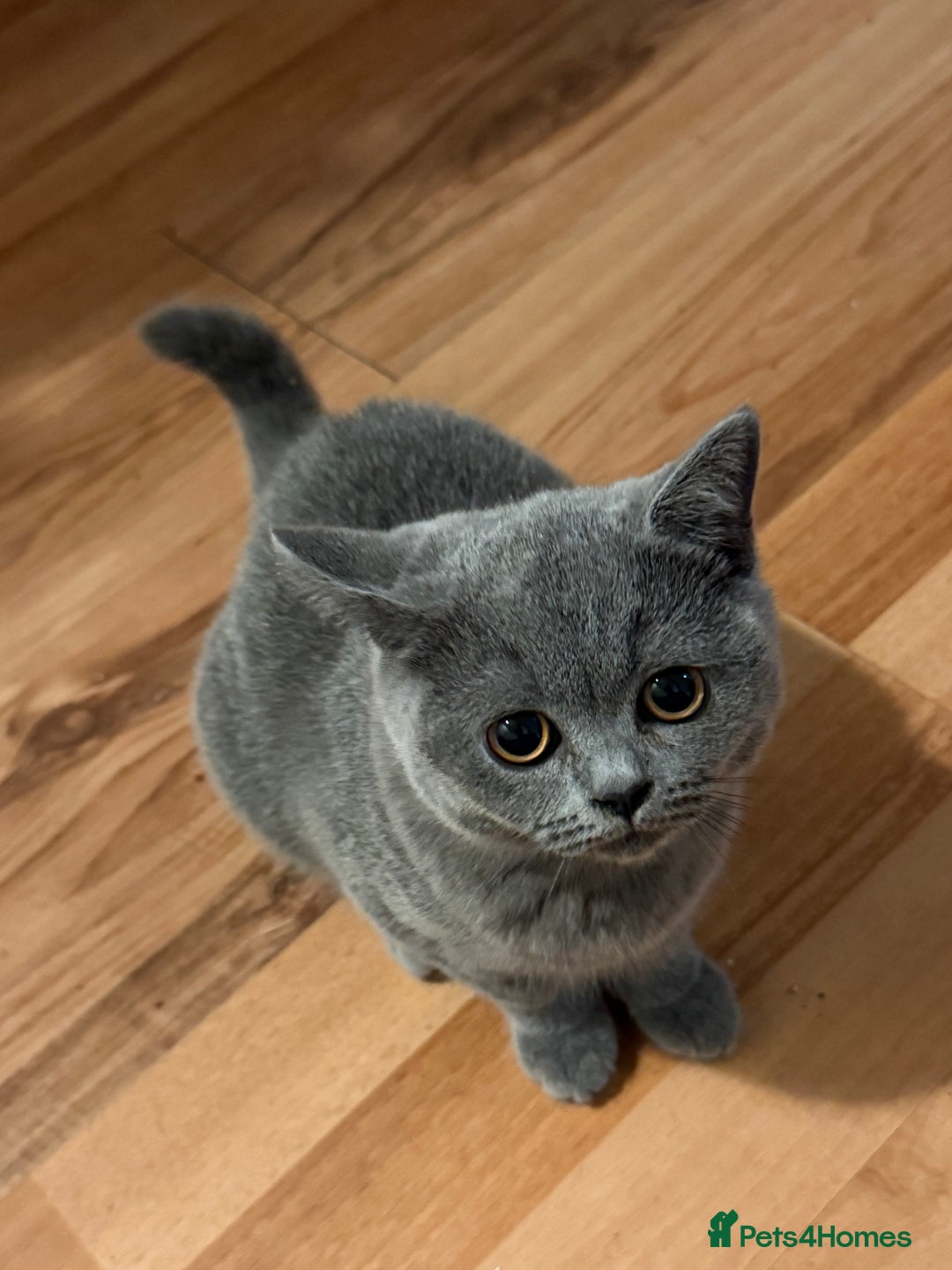British Shorthair cats for sale: British Shorthair Blue – 4-Month-Old Kitten - Advert 1