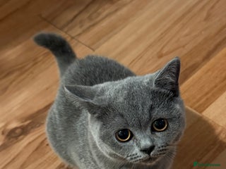 British Shorthair cats for sale: British Shorthair Blue – 4-Month-Old Kitten - Advert 1