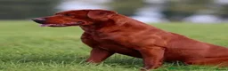 Labrador Retriever dogs for sale: Outstanding fully health tested fox red and black  - Advert 3