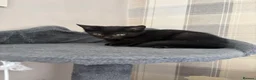 Mixed Breed cats for sale: 2 black girl kittens ready to leave now 🐈‍⬛ - Advert 4