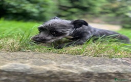 Mixed Breed dogs for stud: Looking for male stud  - Image 5